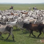 Subasta de Prueba Nuevo Hosting